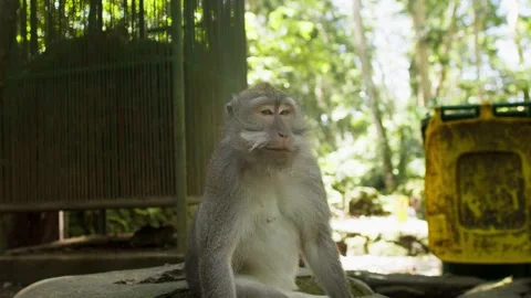 Monkey smiling at the camera. Stock Footage 262612317