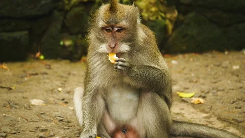 Monkey snacks in Ubud Monkey Forest Stock Footage 130345849