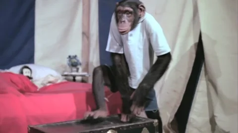 Monkey sneaking into circus tent and sitting on sleeping woman's trunk Stock Footage 260257056
