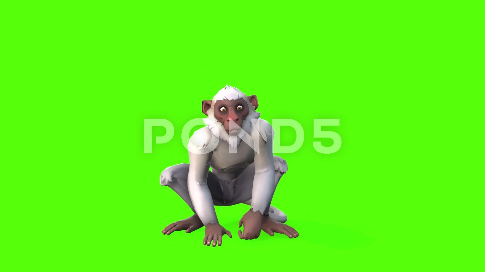 Monkey Green Screen Stock Footage ~ Royalty Free Stock Videos | Pond5