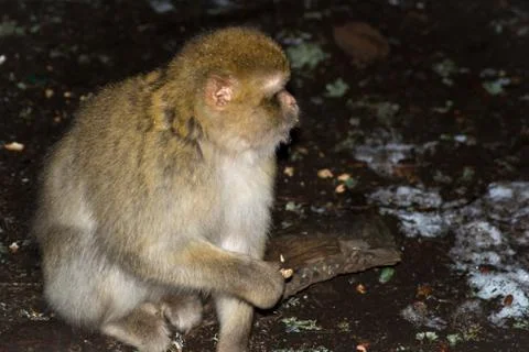 Monkey in the snow on michlifen Stock Photos