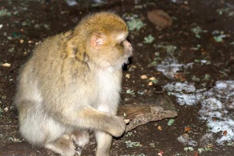 Monkey in the snow on michlifen Stock Photos