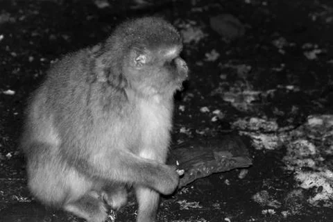 Monkey in the snow on michlifen Stock Photos
