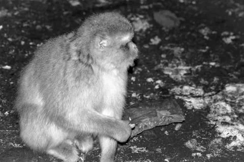 Monkey in the snow on michlifen Stock Photos