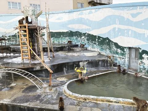 Monkey soaking in a snowy hot spring '' Saruyama'' in Hakodate Tropical Bot.. Stock Photos