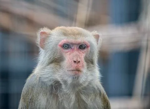 A monkey in Sofia zoo Stock Photos