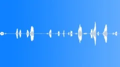 MONKEY Sound Effect