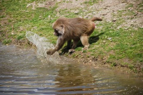 Monkey splashing in the river Stock Photos