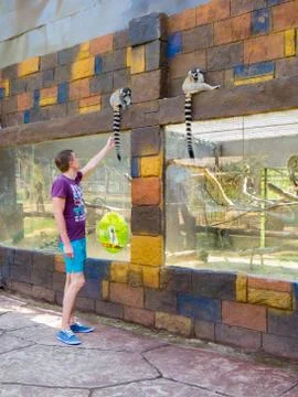 Monkey Squirrel Stock Photos