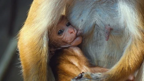 Monkey Sri Lanka Stock-Footage 102107451