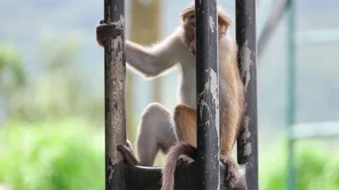 Monkey in Sri Lanka Видео 174921314