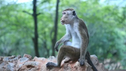Monkey in Sri Lanka Vidéo 174921394