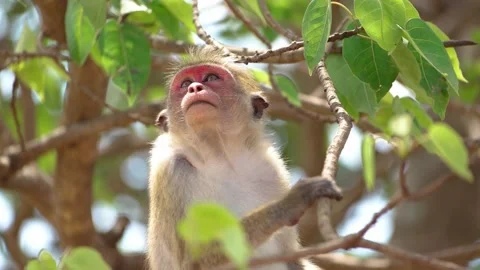 Monkey in Sri Lanka Stock Footage 174922565