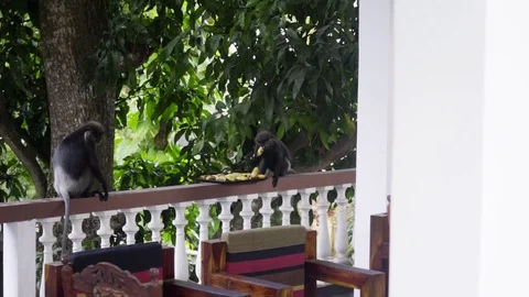 Monkey in Sri Lanka hotel steals bananas on balcony Stock Footage 122139077
