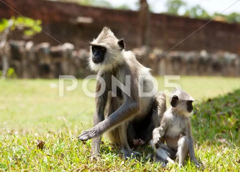 Monkey on sri lanka Stock Photos