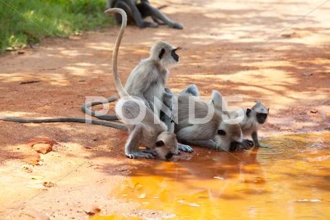 Monkey on sri lanka Stock Photos