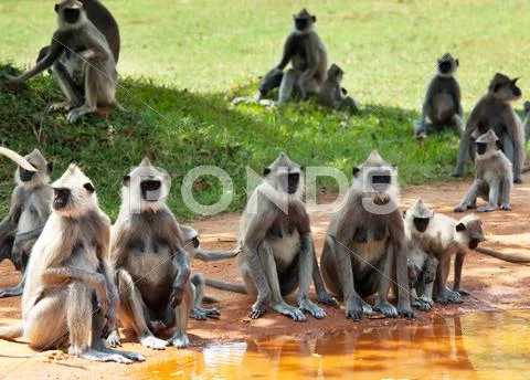 Monkey on sri lanka Stock Photos