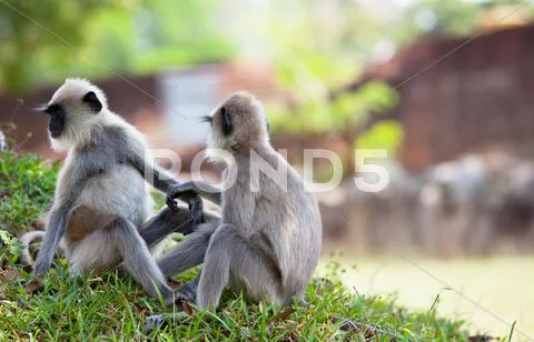 Monkey on sri lanka Stock Photos