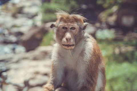Monkey - Sri Lanka Stock Photos