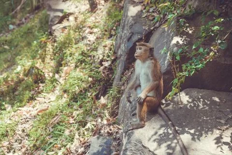 Monkey - Sri Lanka Stock Photos