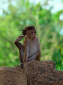 Monkey in Sri Lanka, Toque Macaque. Stock Photos
