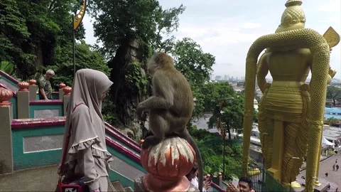 Monkey on staircase to Main Temple cave, Murugan statue, Batu caves, Malaysia Stock Footage 194504275