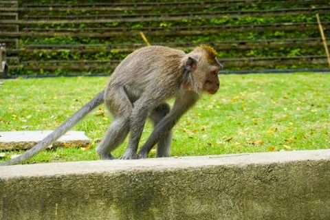 Monkey Stand on Big Stone Prepare to Jump, Bali Indonesia 스톡 사진
