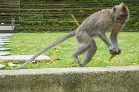 Monkey Stand on Big Stone Prepare to Jump, Bali Indonesia 스톡 사진