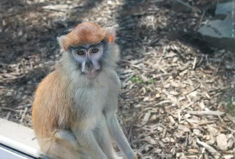 A monkey that is standing in the dirt Foto stock