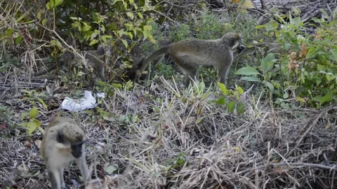 A monkey that is standing in the grass Video stock 155398191