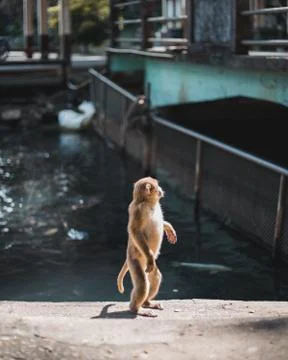 Monkey Standing Stock Photos