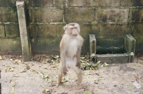 The monkey is standing 写真素材