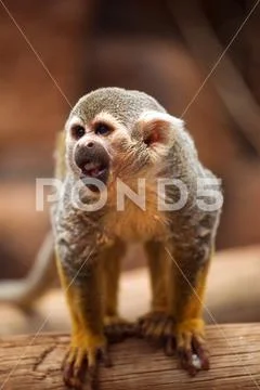 Monkey standing on a tree Stock Photos