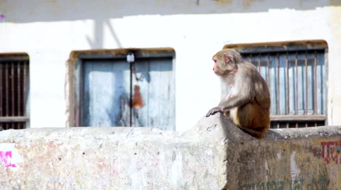 Monkey Standing on Wall Stock Footage 41244203