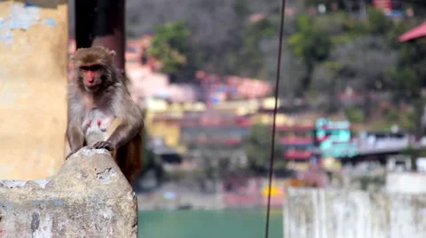 Monkey Standing on Wall Stock Footage 41244247
