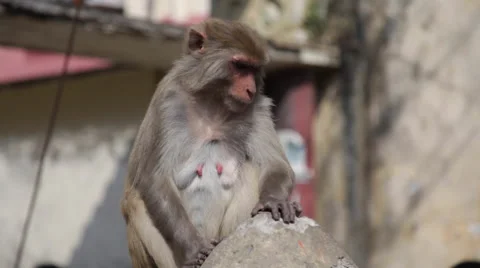 Monkey Standing on Wall Video stock 41244510