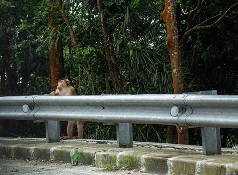 A monkey stands on the side of the highway Stock Photos
