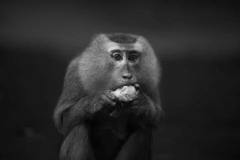 Monkey stare into the lens Stock Photos