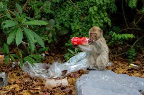 Monkey Stares at Plastic Bottle Found on Island Vietnam Stock Photos