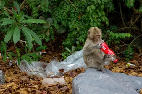 Monkey Stares at Plastic Bottle Littering his Home in Vietnam Stock Photos