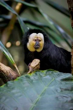 Monkey stares at something Stock Photos