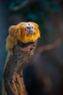 Monkey stares at something Stock Photos