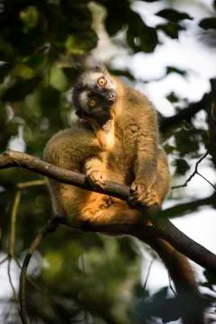 Monkey stares at something Stock Photos