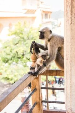 Monkey Staring With Curiosity Stock Photos