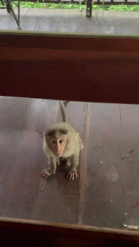 Monkey staring at people through the glass door of the balcony of a tree ho.. Stock Footage 338167205