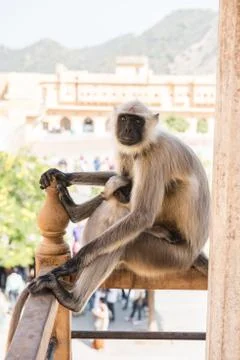 Monkey Staring at Tourists Stock Photos