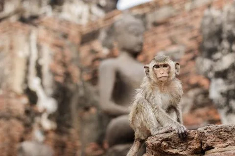 Monkey at statue Buddha. Stock Photos