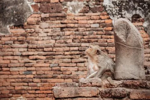 Monkey with statue in a zoo. Stock Photos