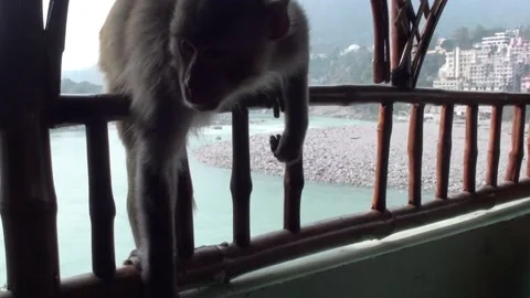 A Monkey Stealing Food In Rishikesh, India Stock Footage 159157396