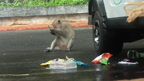 A monkey steals snacks from a car, sits on wet asphalt, and licks a chocolate Stock Footage 308577724